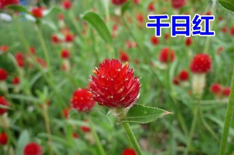 千日红花种子千日红百日红火球庭院景观绿化花卉盆栽易活花籽