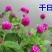 千日红花种子千日红百日红火球庭院景观绿化花卉盆栽易活花籽