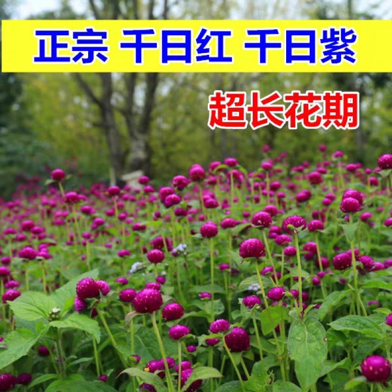 千日红花种子千日红百日红火球庭院景观绿化花卉盆栽易活花籽