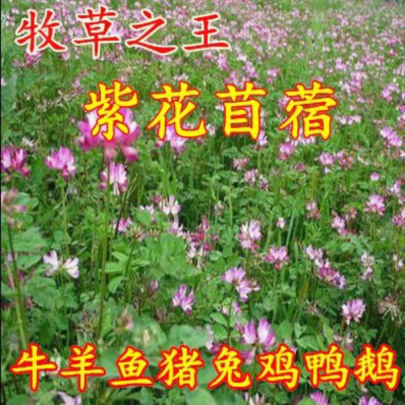 紫花苜蓿草种子多年生苜蓿种子四季高产苜蓿菜猪牛羊鸡鱼种子
