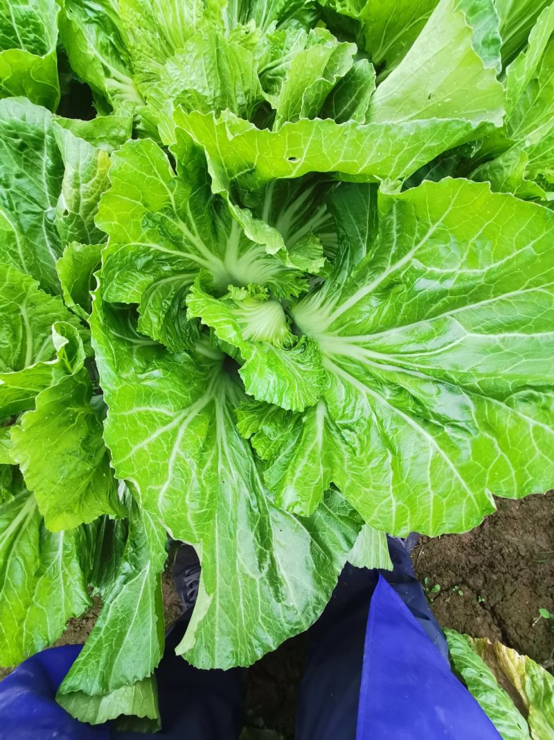 芥菜