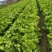 芥菜
