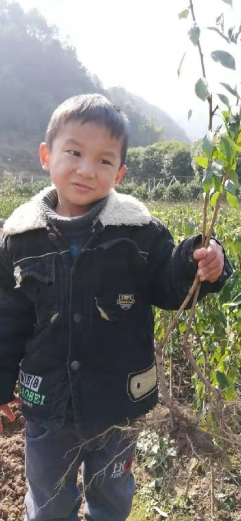 种银飞三华李时期开始了质量保证，根须旺胜，发财至富就是银