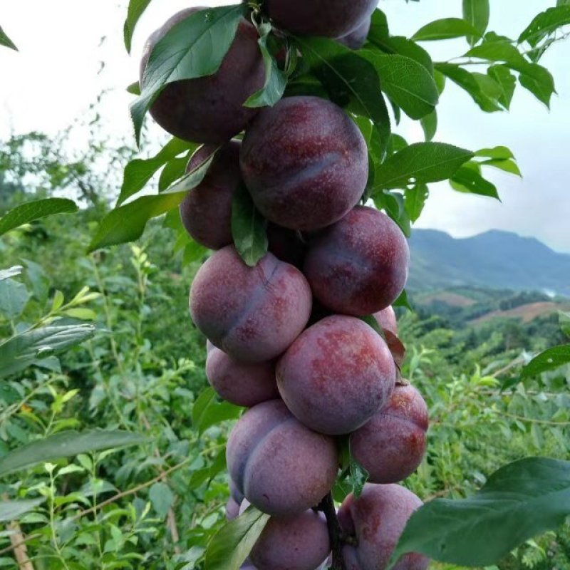 种银飞三华李时期开始了质量保证，根须旺胜，发财至富就是银
