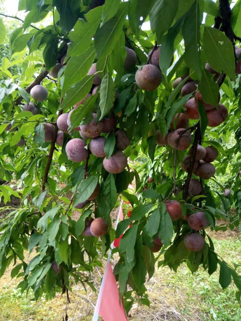 种银飞三华李时期开始了质量保证，根须旺胜，发财至富就是银