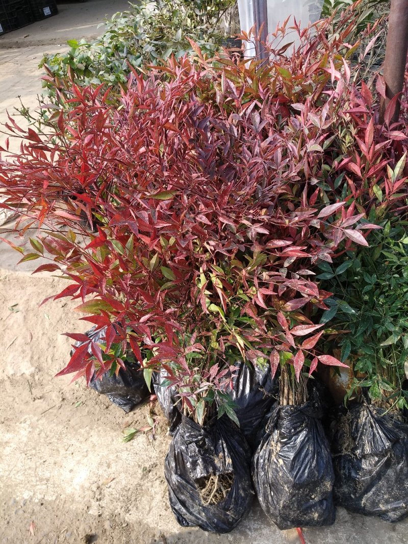 南天竹苗蓝天竹，公园.庭院道路绿化工程大小规格齐全