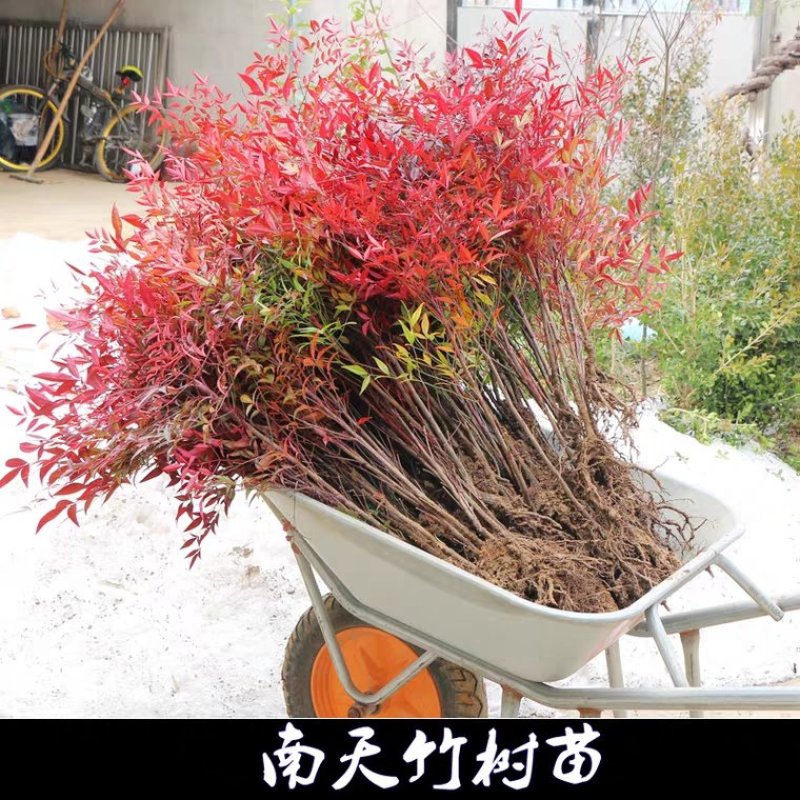 南天竹苗蓝天竹，公园.庭院道路绿化工程大小规格齐全