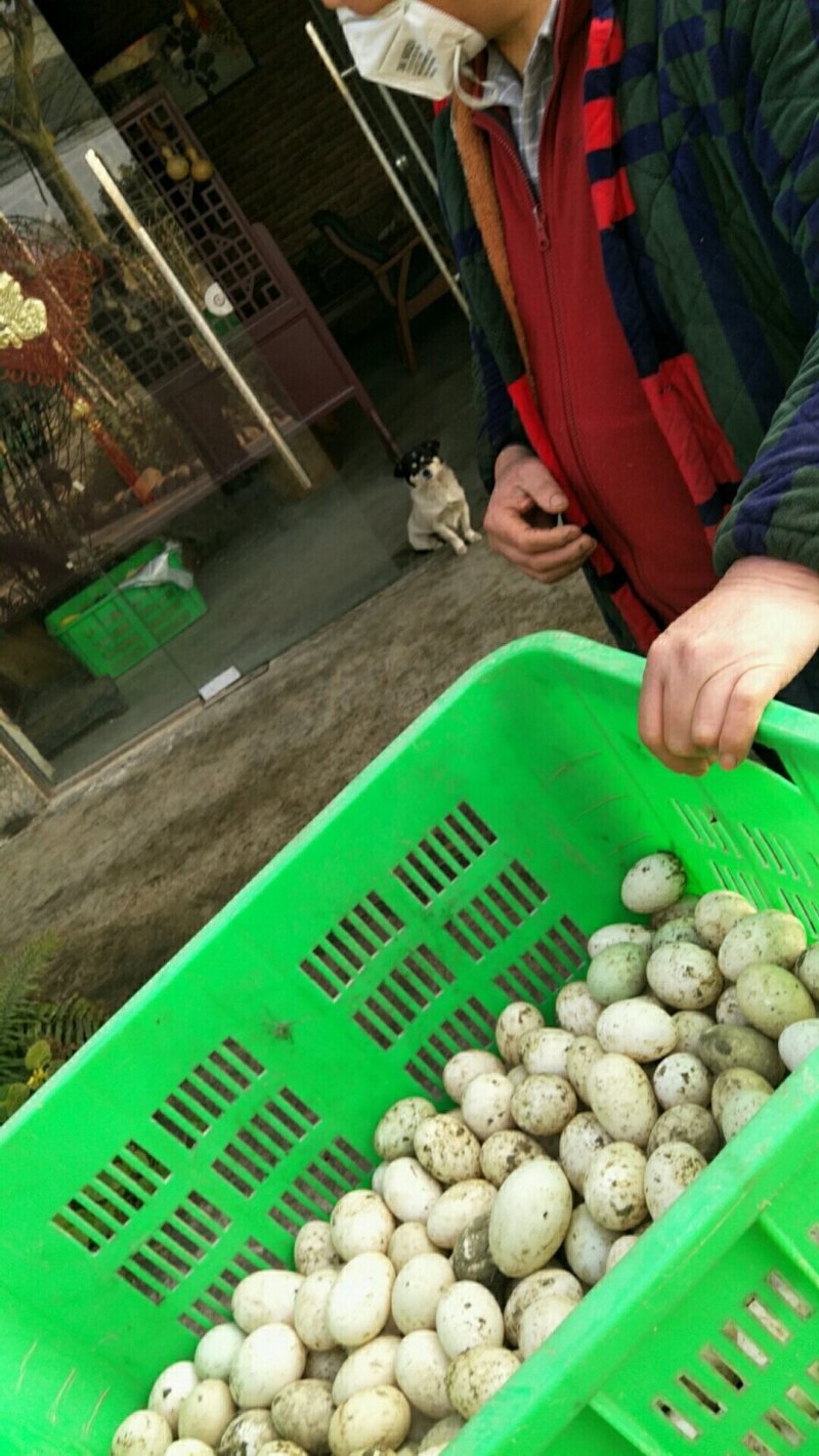 鸭，鸭蛋