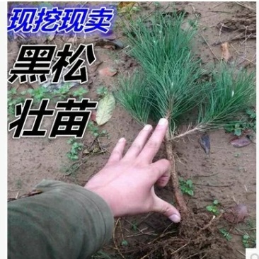 黑松苗庭院树苗黑松树苗南方北方种植迎客松宝塔盆景黑松苗