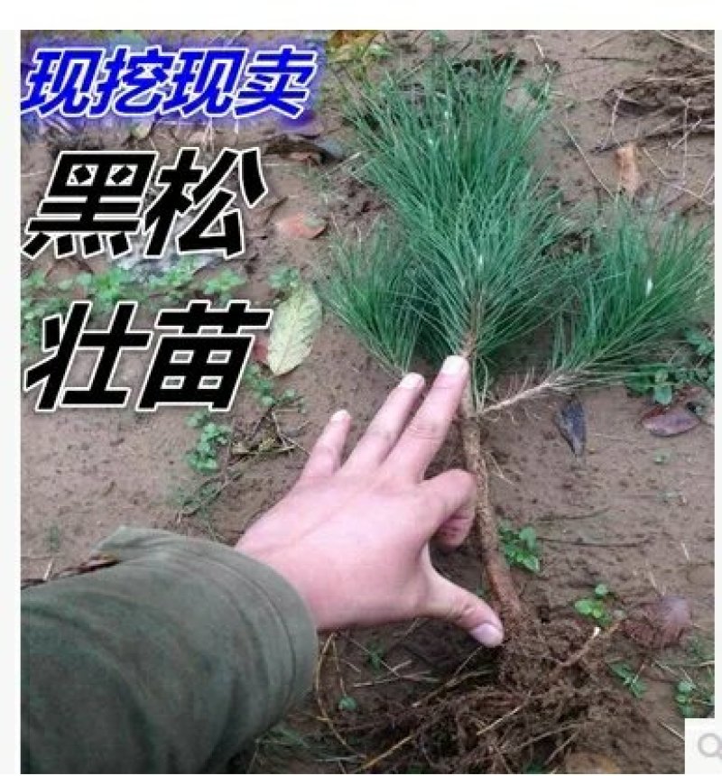 黑松苗庭院树苗黑松树苗南方北方种植迎客松宝塔盆景黑松苗