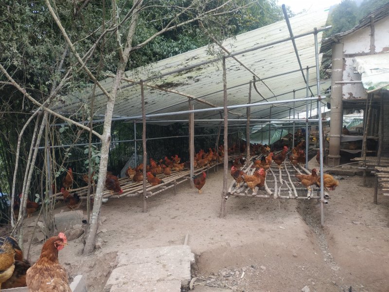 西充县尖山子养殖扶贫合作舍