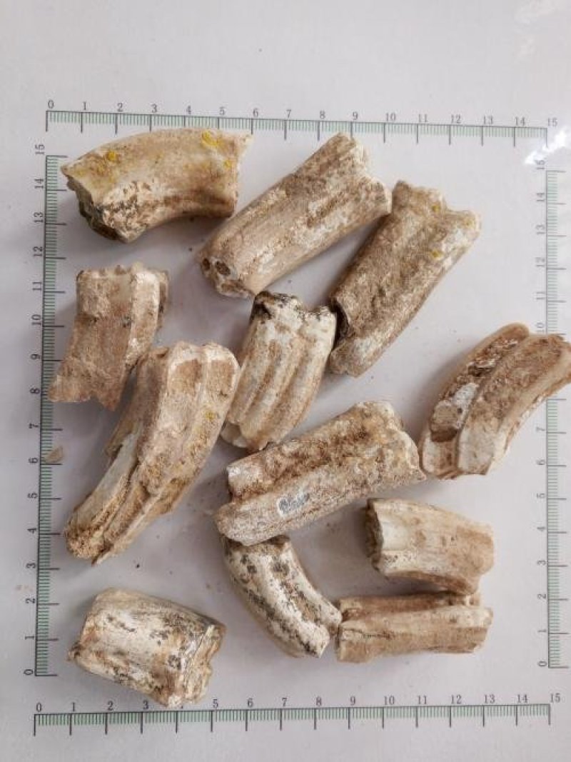 白龙齿，产地直供道地药材，质优价实，品质保证药典标准，