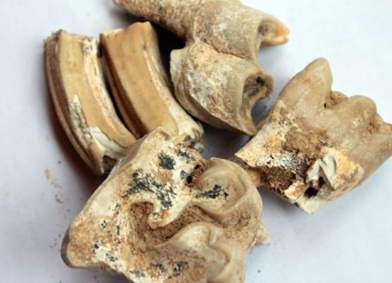 白龙齿，产地直供道地药材，质优价实，品质保证药典标准，