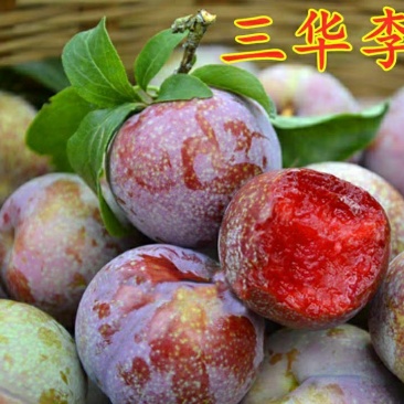 李子树苗红心三华李子苗嫁接果树苗南北方种植盆栽地栽