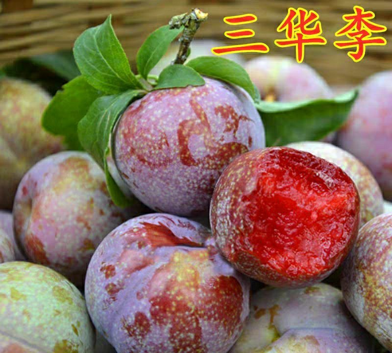 李子树苗红心三华李子苗嫁接果树苗南北方种植盆栽地栽