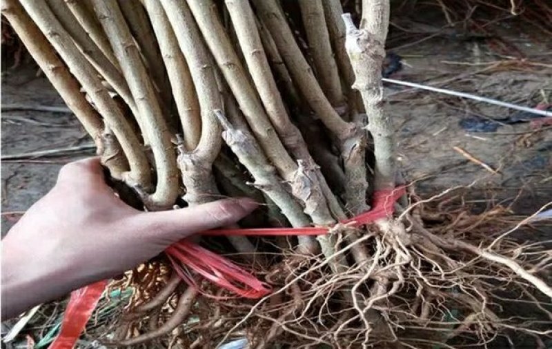 李子树苗红心三华李子苗嫁接果树苗南北方种植盆栽地栽