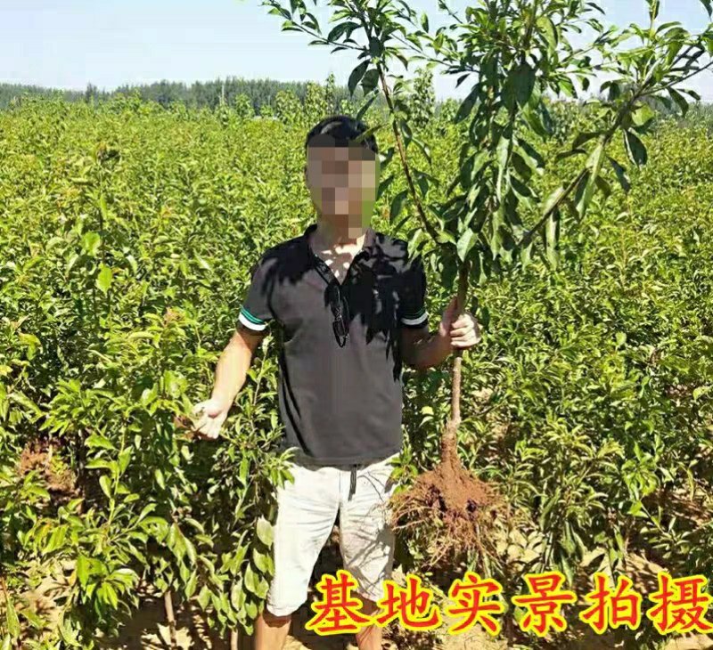 李子树苗红心三华李子苗嫁接果树苗南北方种植盆栽地栽