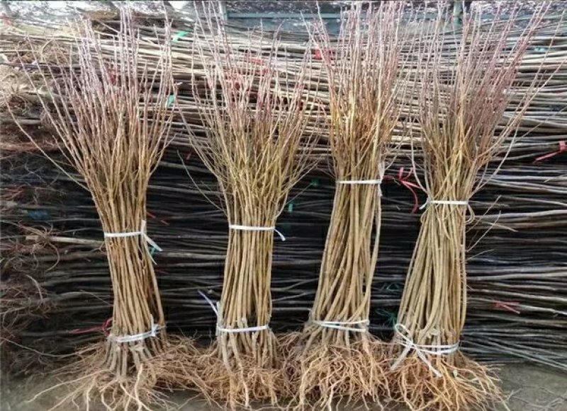 李子树苗红心三华李子苗嫁接果树苗南北方种植盆栽地栽