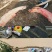 李子树苗红心三华李子苗嫁接果树苗南北方种植盆栽地栽