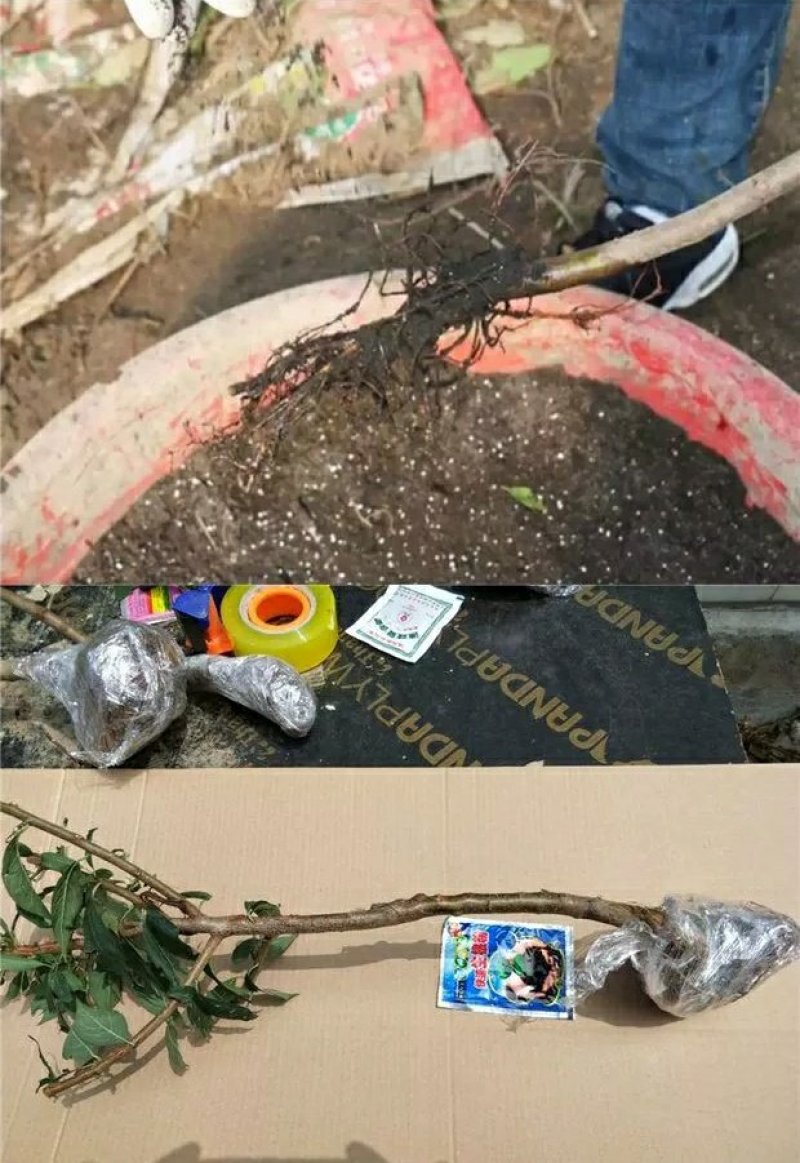 李子树苗红心三华李子苗嫁接果树苗南北方种植盆栽地栽