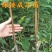 李子树苗红心三华李子苗嫁接果树苗南北方种植盆栽地栽