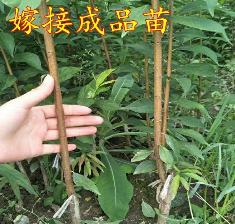 李子树苗红心三华李子苗嫁接果树苗南北方种植盆栽地栽