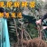 李子树苗红心三华李子苗嫁接果树苗南北方种植盆栽地栽