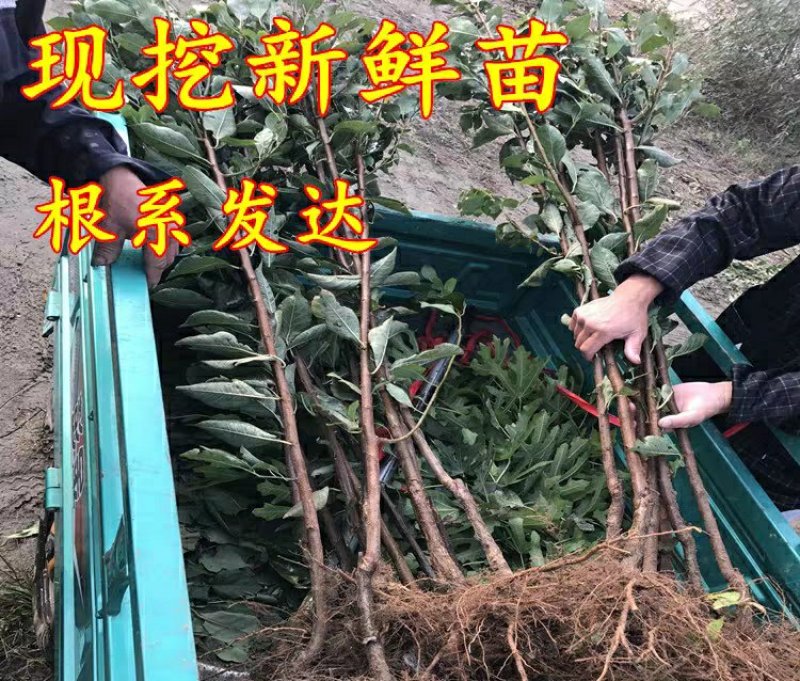 李子树苗红心三华李子苗嫁接果树苗南北方种植盆栽地栽