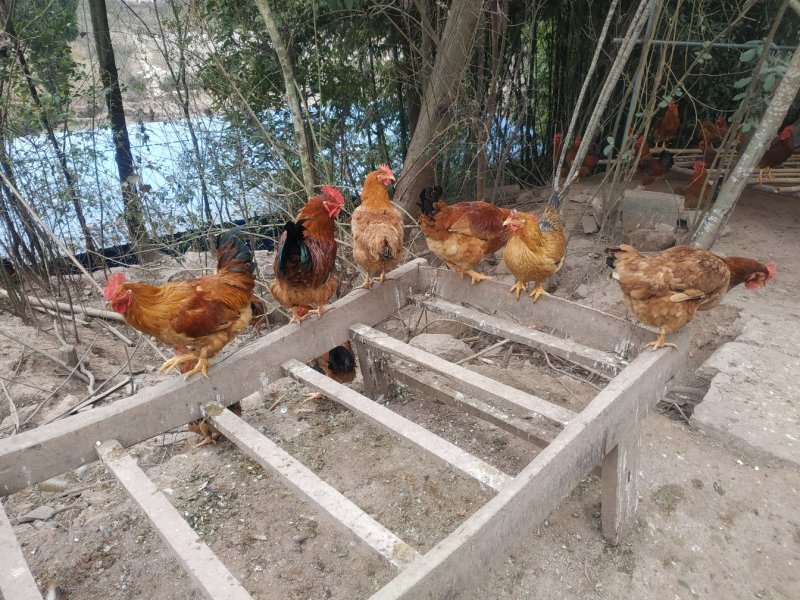 西充县尖山子养殖扶贫合作舍