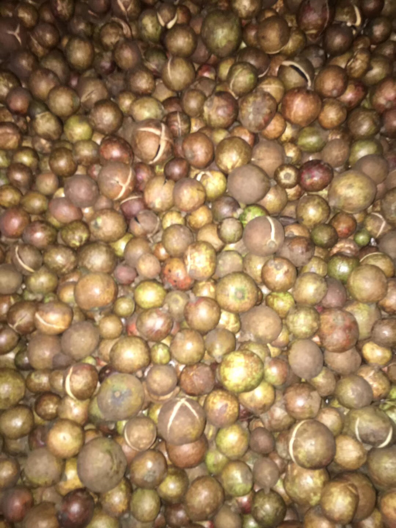 油茶苗白花软枝油茶苗一年实生苗2年结果