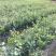 油茶苗白花软枝油茶苗一年实生苗2年结果