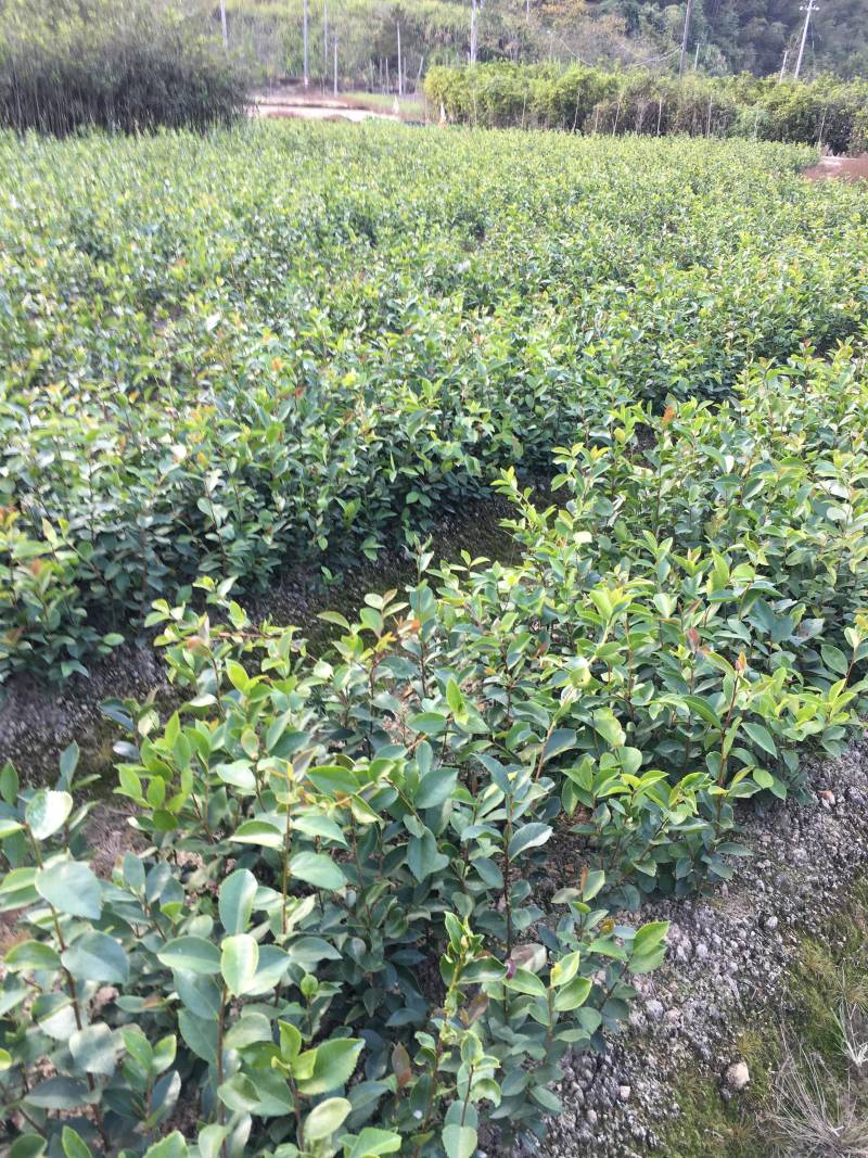 油茶苗白花软枝油茶苗一年实生苗2年结果