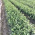 油茶苗白花软枝油茶苗一年实生苗2年结果