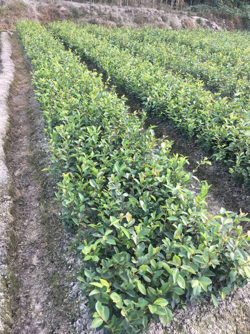 油茶苗白花软枝油茶苗一年实生苗2年结果