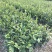 油茶苗白花软枝油茶苗一年实生苗2年结果