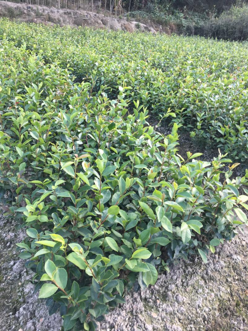 油茶苗白花软枝油茶苗一年实生苗2年结果