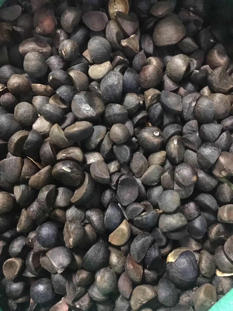 油茶苗白花软枝油茶苗一年实生苗2年结果