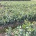 油茶苗白花软枝油茶苗一年实生苗2年结果