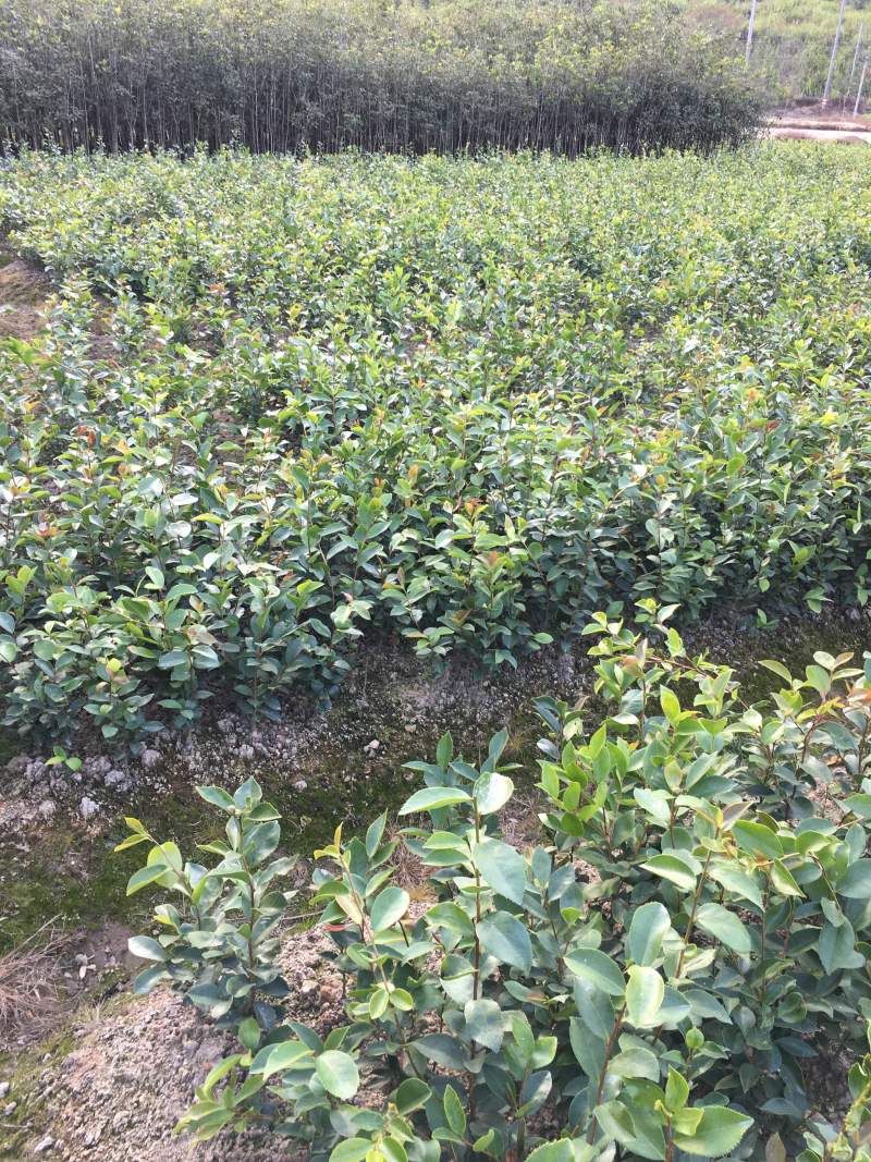 油茶苗白花软枝油茶苗一年实生苗2年结果