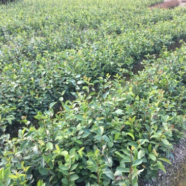 油茶苗白花软枝油茶苗一年实生苗2年结果