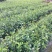 油茶苗白花软枝油茶苗一年实生苗2年结果