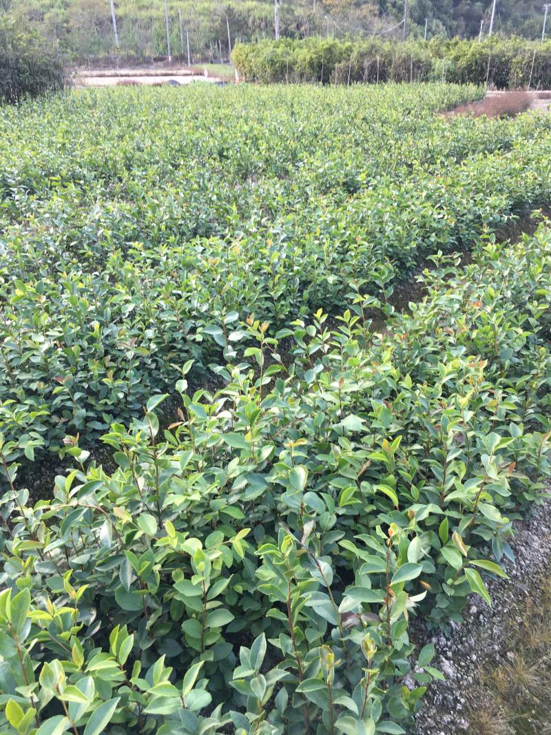 油茶苗白花软枝油茶苗一年实生苗2年结果