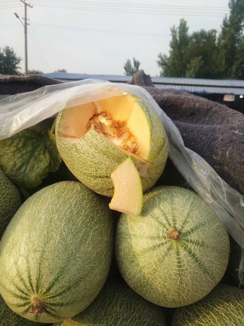 新鲜东方蜜甜瓜大量上市肉嫩味甜价格美丽产地直销
