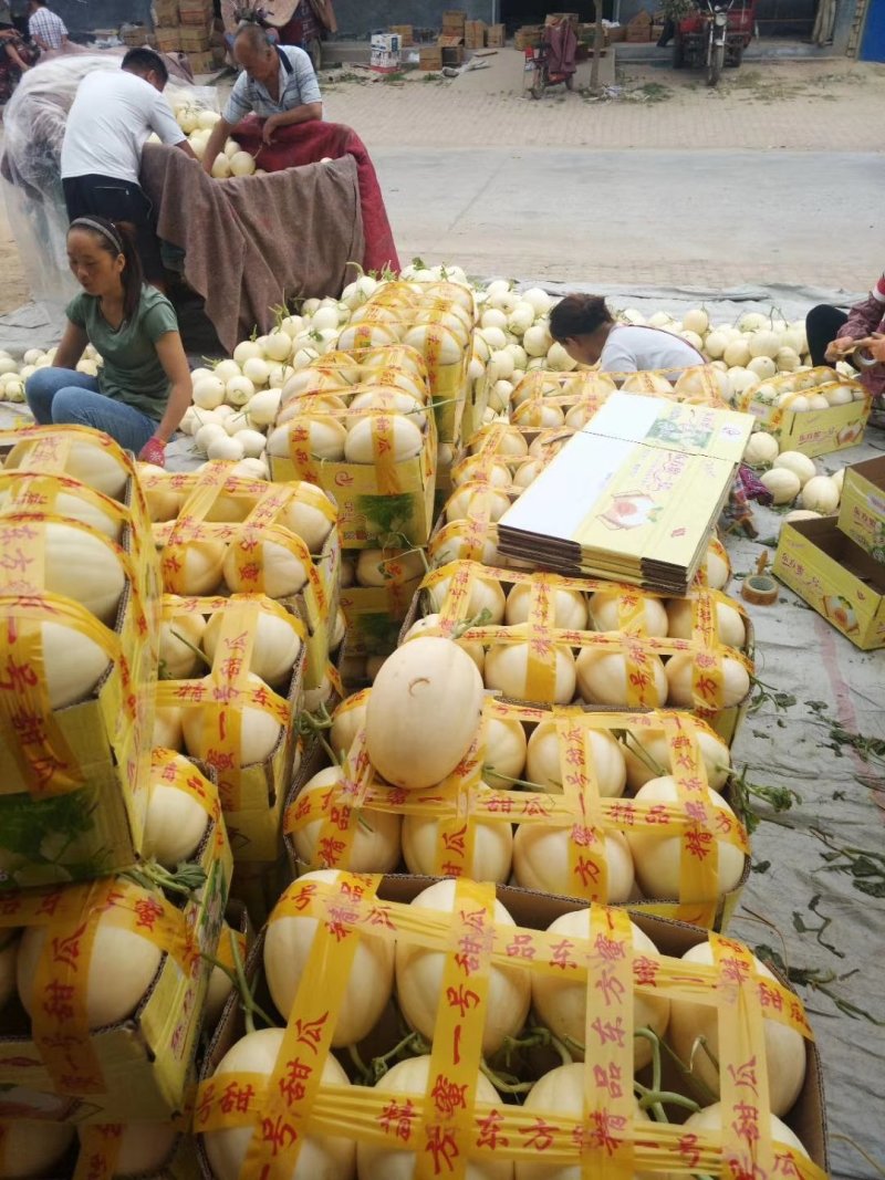 新鲜东方蜜甜瓜大量上市肉嫩味甜价格美丽产地直销