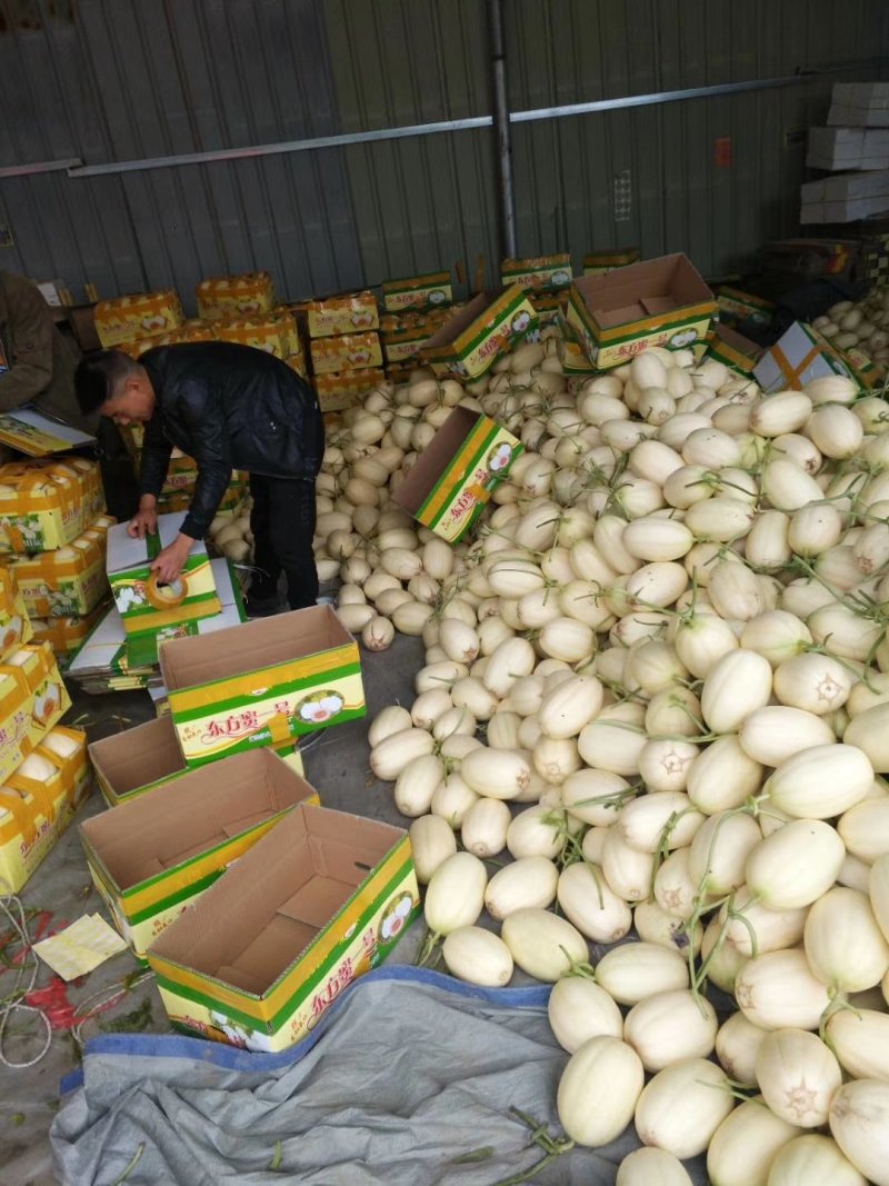 新鲜东方蜜甜瓜大量上市肉嫩味甜价格美丽产地直销
