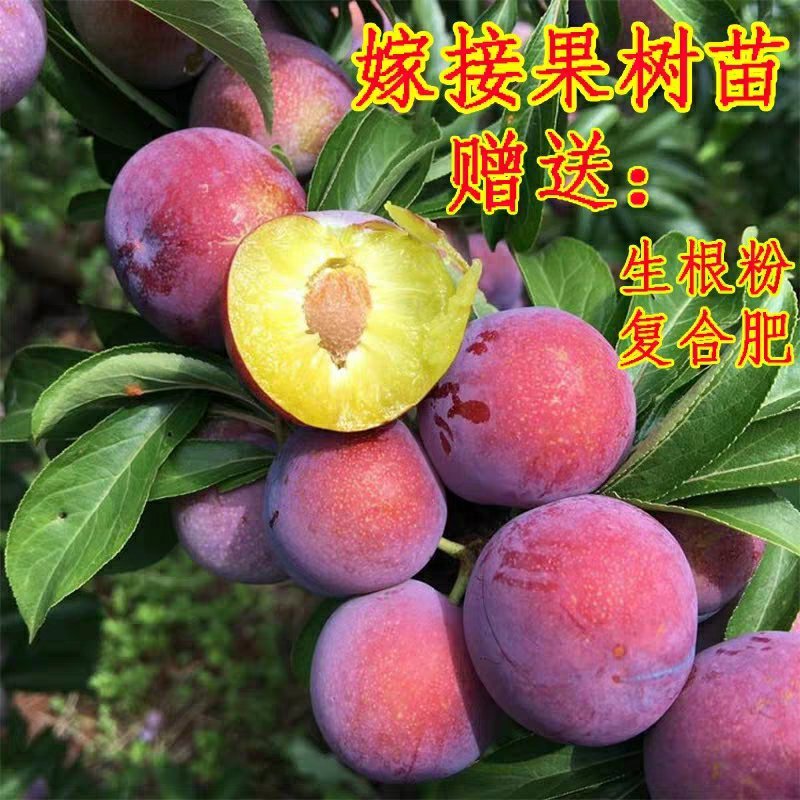 果树苗脆红李子嫁接苗四川脱骨李红心李晚熟南北方种植