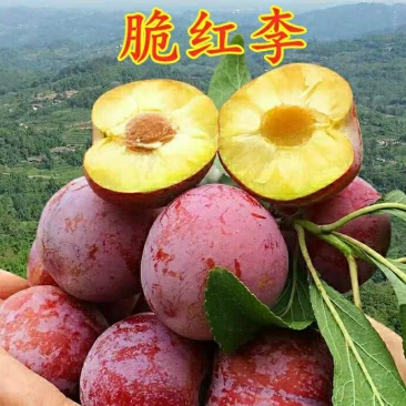 果树苗脆红李子嫁接苗四川脱骨李红心李晚熟南北方种植