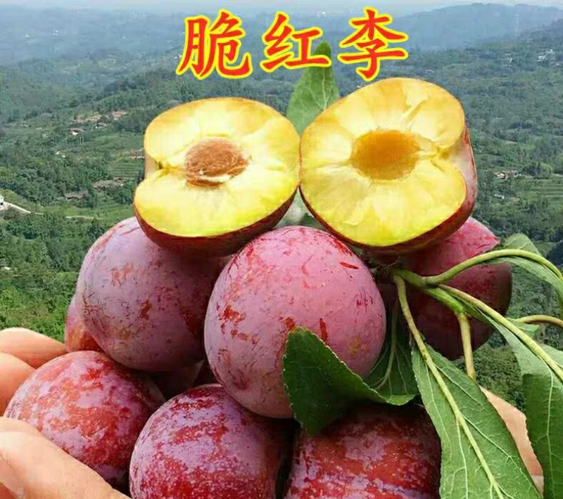 果树苗脆红李子嫁接苗四川脱骨李红心李晚熟南北方种植