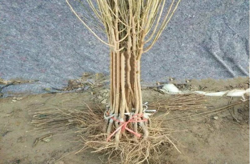 果树苗脆红李子嫁接苗四川脱骨李红心李晚熟南北方种植