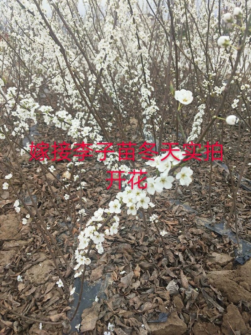 果树苗脆红李子嫁接苗四川脱骨李红心李晚熟南北方种植